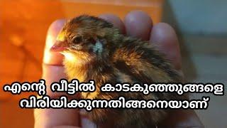 hatching quail eggs at homeകാടക്കുഞ്ഞുങ്ങളെ വീട്ടിൽ വിരിയിച്ചപ്പോൾ