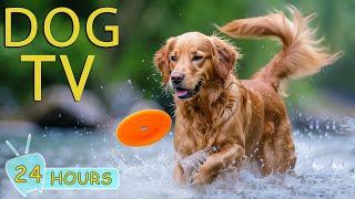 DOG TV Best Video to Keep Your Dogs Entertain & Prevent Boredom When Home Alone - Happy Dogs Music