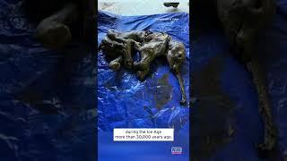 Gold Miner Finds Mummified 30000-Year-Old Woolly Mammoth Baby #shorts