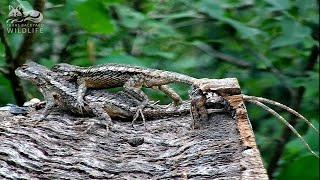 Mating Texas spiny lizards