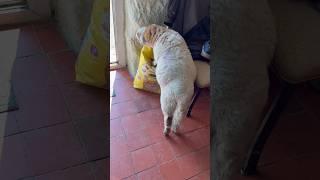 Lamb Still After Cat Food #shorts #pets #youtubeshorts