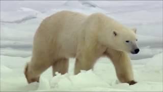 Дикая природа России. Заполярье - Серия 4  Wild Russia. Arctic - Episode 4