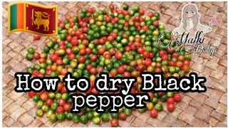 How to dry Black pepper  srilanka   #ceylon