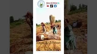 Paddy Harvesting in Pakistan HARVESTING RICE  Farm Ideas - 2022 Farm Tips Agriculture Tool