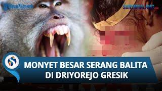 Kronologi Monyet Besar Serang Balita di Driyorejo Gresik Hingga Luka 40 jahitan