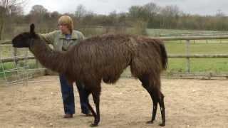 Clicker Training with Llamas.. a few basic ideas to get you started