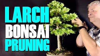 Larch Bonsai Pruning Secrets Revealed