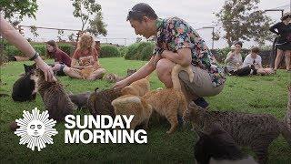 Island-Hopping  The Lanai Cat Sanctuary