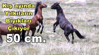 KIŞ AYINDA BIYIKLARI UZUYOR  HEM DE YARIM METRE  MUSTACHED HORSES