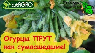 ВЗРЫВНОЙ РОСТ ОГУРЦА и МОМЕНТАЛЬНОЕ УЛУЧШЕНИЕ ПЛОДОРОДИЯ ПОЧВЫ БиоАктиватор в созвездии BioDSO.