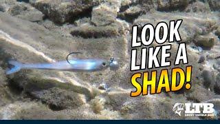 How To Fish Shad Baits  Lucky Tackle Box Tips