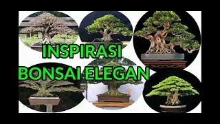 inspirasi bonsai elegan  ficus elegant inspiration