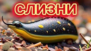 СЛИЗНИ ️ Молодая Соседка Показала...Простой Способ 2024  slugs