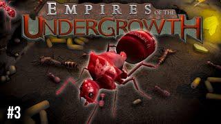 Das erste Experiment  Formicarium  Empires of the Undergrowth  deutsch