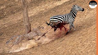 From Crocodile To Cheetah Attack The Unluckiest Zebra On Earth