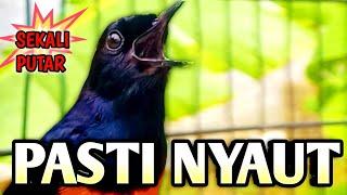 murai batu gacor AMPUH UNTUK pancingan murai batu agar emosi JADIKAN burung murai batu gacor