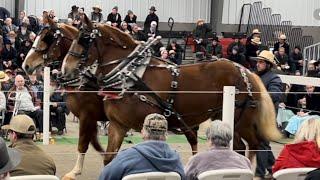 Mid Ohio Draft Horse Sale - Spring 2024