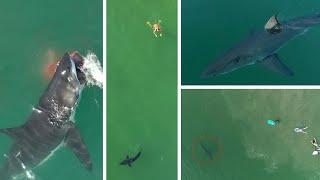 Best Great White Shark Drone Footage of 2020 Narrated