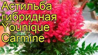 Астильба гибридная Уник кармин. Краткий обзор описание astilbe hibrida Younique Carmine