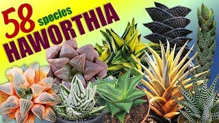 58 HAWORTHIA SPECIES  HERB STORIES