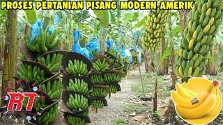 BEGINI PROSES BERKEBUN PISANG SECARA MODERN DI NEGERA MAJU