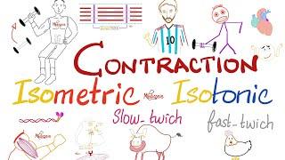 Muscle Contraction  Slow-Twitch vs Fast-Twitch  Isometric vs Isotonic  Muscle Physiology