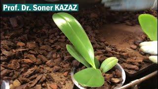 Orkide İçin En İyi Toprak ve Toprak Karışımları The Best Potting Media Soil For Orchid