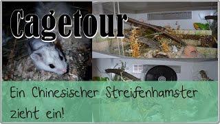 Frodo ein Chinesischer Streifenhamster zieht ein  Cagetour