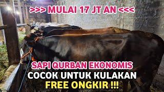 HARGA SAPI QURBAN TERBARU 2024  MULAI 17 JUTAAN