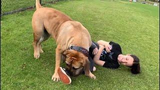 Boerboel Reacts to Prank #boerboel #viral #doglover