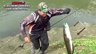 Ganas bukan main.. mancing ikan gabus monster air dangkal bikin kuwalahan