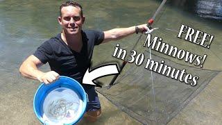 Easy Way to Catch Minnows Free Best Way? Fast Minnow Trapping - How to Use Umbrella Net