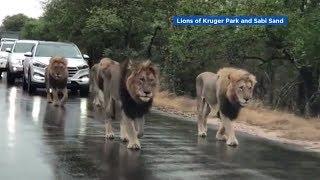 Group of casually strolling lions blocks traffic in South Africa