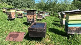 Алтайская пасека где создается тот самый мед. Рассказ про пасеку и мед.