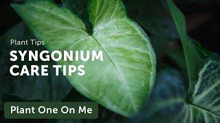 Ultimate SYNGONIUM Arrowhead Vine CARE Guide — Ep. 208