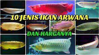 TYPES OF ARWANA FISH  AND THE PRICE