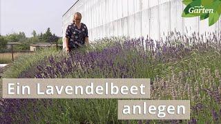 Profi-Tipps Ein Beet mit Lavendel gestalten  MDR