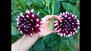 How to Grow Dahlia from Cuttings very easy