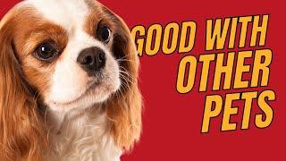 Top 10 Small Dogs That Are Good with Other Pets - Dogs 101