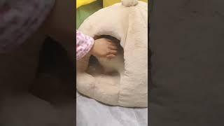 Hide and seek Cute Cat  Funny Cats