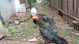 Ayam Bangkok Babon ekor lidi vs Jangkar ekor lidi masih pacaran