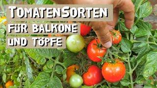 Tomatensorten für Balkon Kästen und Töpfe - Buschtomaten selber anbauen diese Sorten sind geeignet