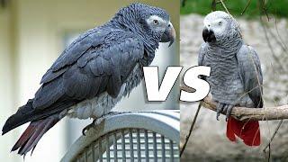 Congo african grey vs Timneh african grey