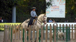 World championship of working equitation- Maneability - Nicole e Inca