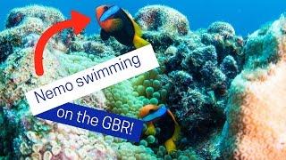 Nemo swimming on the Great Barrier Reef