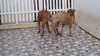 Dogs mating successful Golden Rottweiler dog mating hard. Mating season