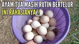 RAHASIA INDUKAN TUA MASIH BERTELUR RUTIN 