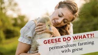 About Our Permaculture Geese Overview of Goose Care and Contributions  Sustainable Farm