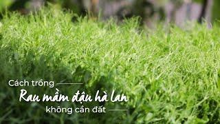 Cách trồng rau mầm đậu hà lan không cần đất