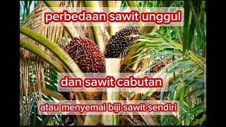 CARA MEMBEDAKAN SAWIT UNGGUL DENGAN BIBIT SAWIT CABUTAN ATAU NYEMAI SENDIRI